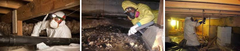 crawl space cleaning services
