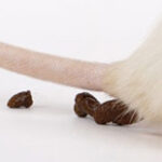 mice droppings