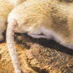 rodent proofing and exclusion